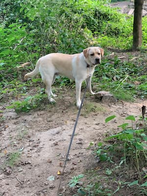 Tucker (labrador retriever) in forest
