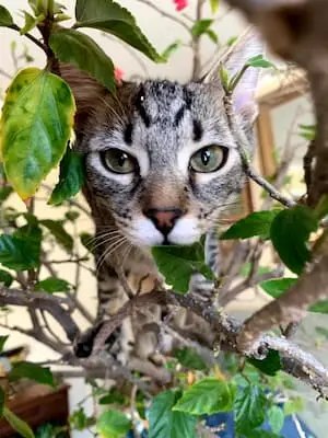 Rafeek (cat) in leaves