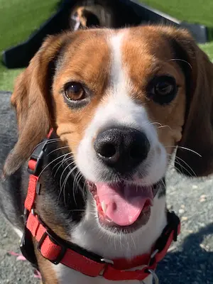 Oakley (beagle) smiling